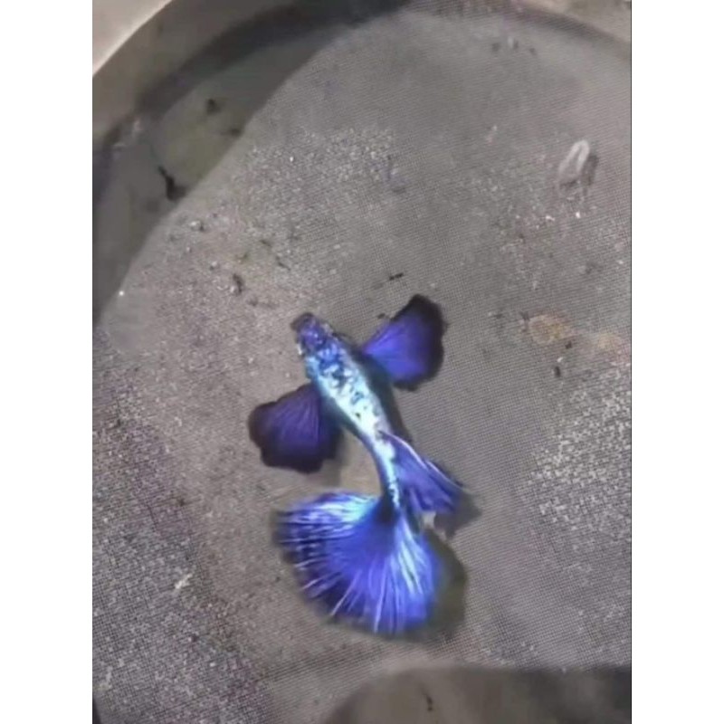 

stiker anomali Sepasang Indukan Ikan Guppy Purple Dragon HM Dumbo Ear Hiasan Aquarium