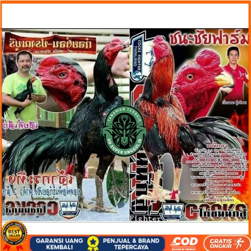 

Telur fertil pakhoy trah maneedaeng x blackbull x black rose x durian x payabod x jimmywhite x 17yok / khoyngon garansi fertil UD_SUPER_UNGGUL_ID