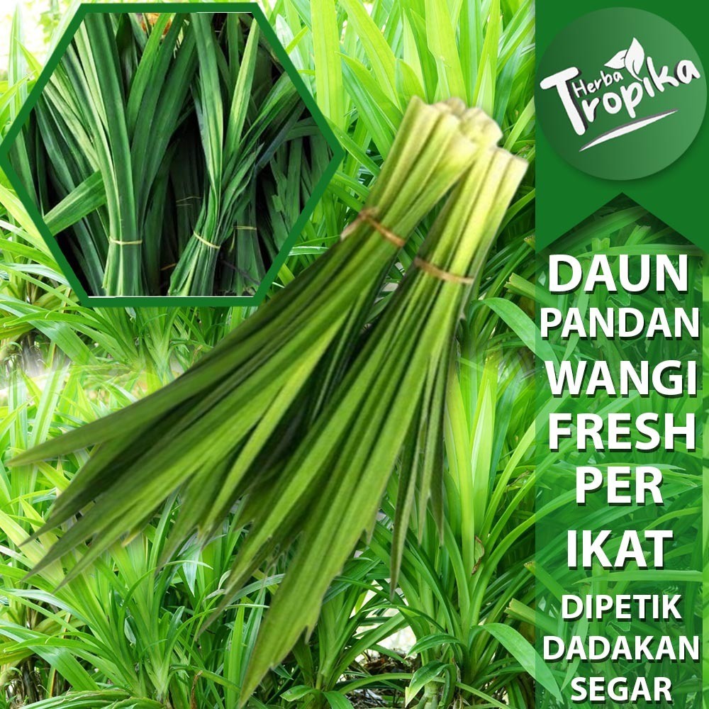 

Daun Pandan Segar Per ikat isi 10 sampai 15 helai toko herba tropika