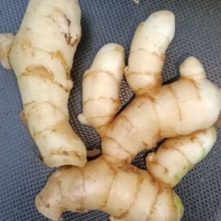 

KUNYIT PUTIH MENINGKATKAN KEKEBALAN TUBUH. MENGURANGI PERADANGAN 1000 GRAM fres