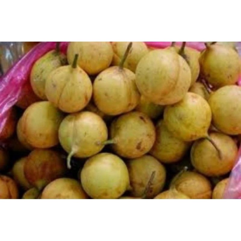 

Ready Buah pala muda,dan Tua segar 1kg Rempah_herbalCo