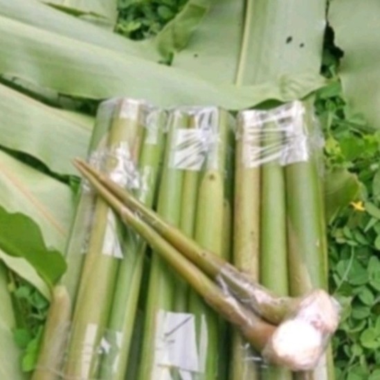 

peromo batang kecomrang batang honje segar 1kilo Rempah_herbalCo