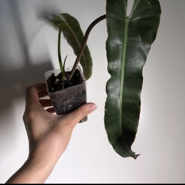 Tanaman hias philodendron atabapoensen - Tanaman hias philodendron