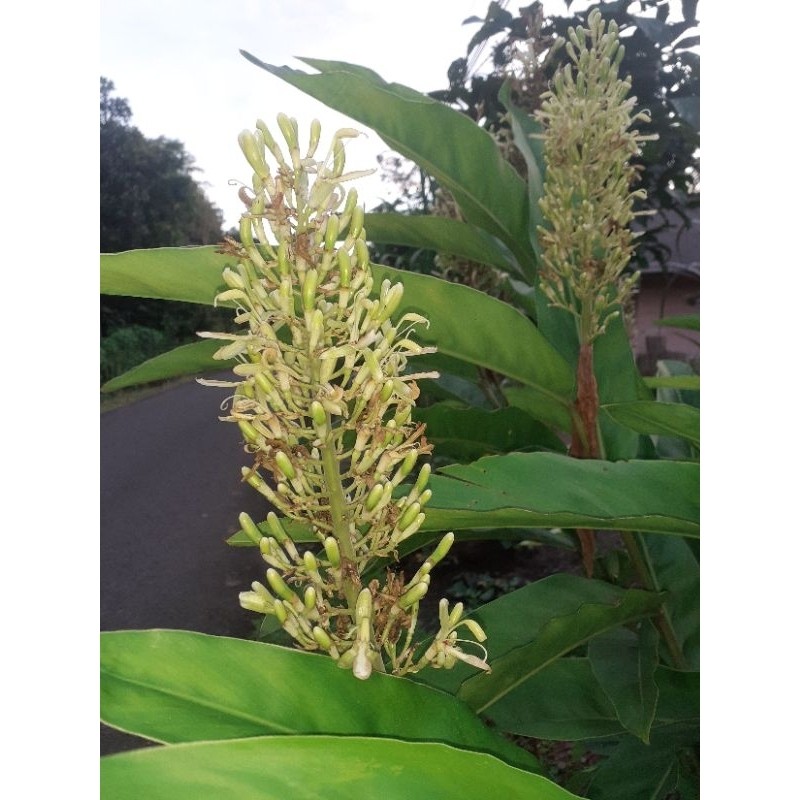 

Cod bunga lngkuas bunga laja herbal