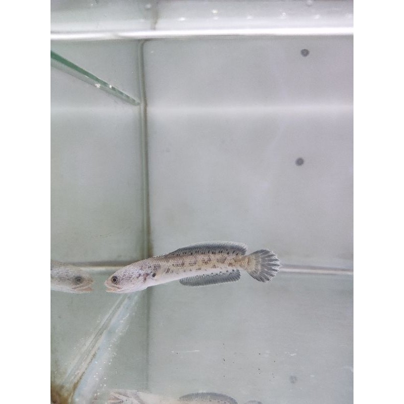 Auranti Maculata CB Premium Grade A+++ 8-10cm (Single Tank)
