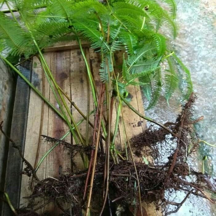 BIBIT PAKU ANDAM/Kg new