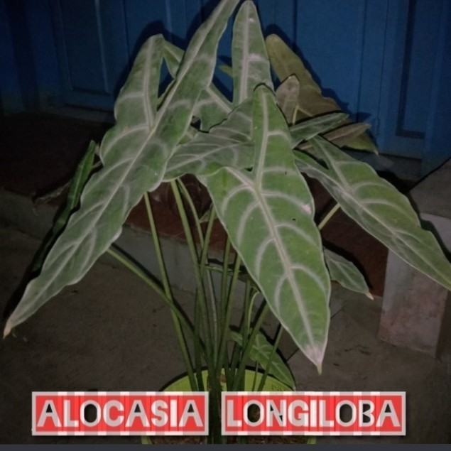 tanaman hias longiloba kuping kelinci @ahmadanggrek Herbal COD