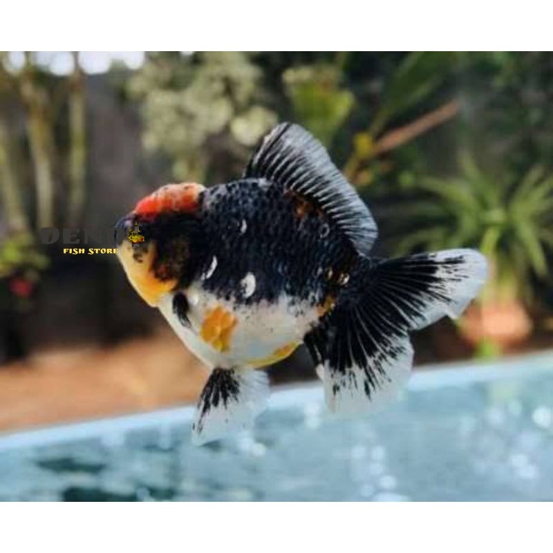 Dekorasi Hiasan Aquarium Koki Super Jumbo 10-13 cm Oranda Shorttail Pancawarna