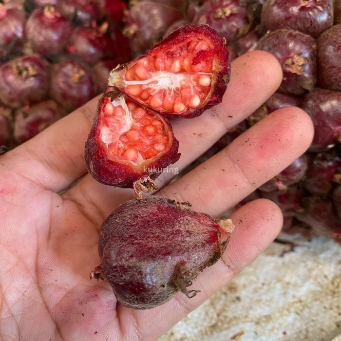 

. Honje Kecombrang merah Laka 1 Kg Segar Langsung Petani Jus honje bumbu rujak masakan dll