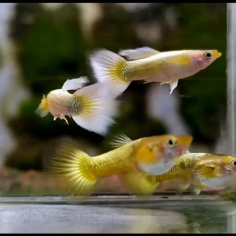 hiasan akuarium yellow mikarif yelow micariff guppy sepasang gupi gupy