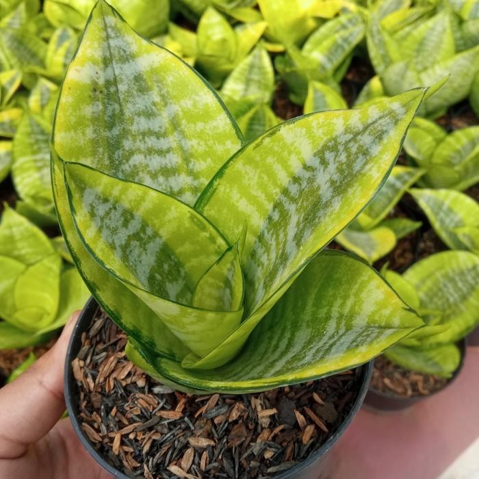 tanaman sansivera hahni philipine