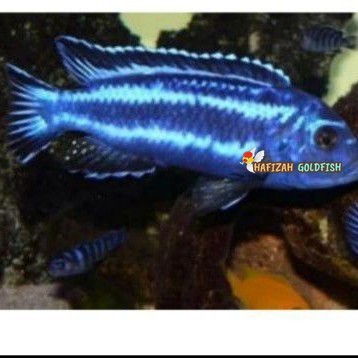 

ikan hias chiclid niasa blue PAKET ISI 4 johani
