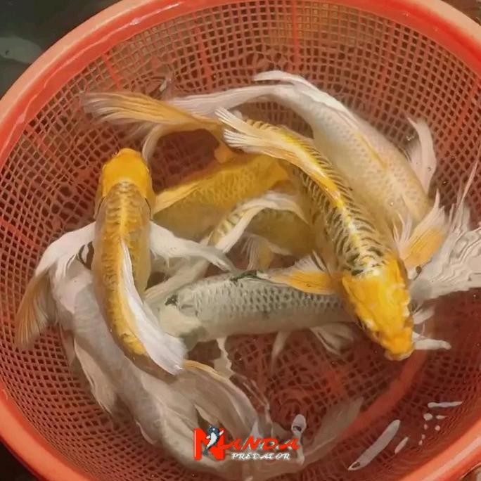 Ikan Koi Metalik Ogon Slayer Kumpay Size 20-22Cm Hiasan Aquarium Kolam pilihan