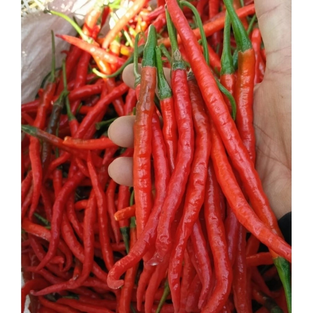 

Paket Cabe / Cabai keriting Merah 1kg
