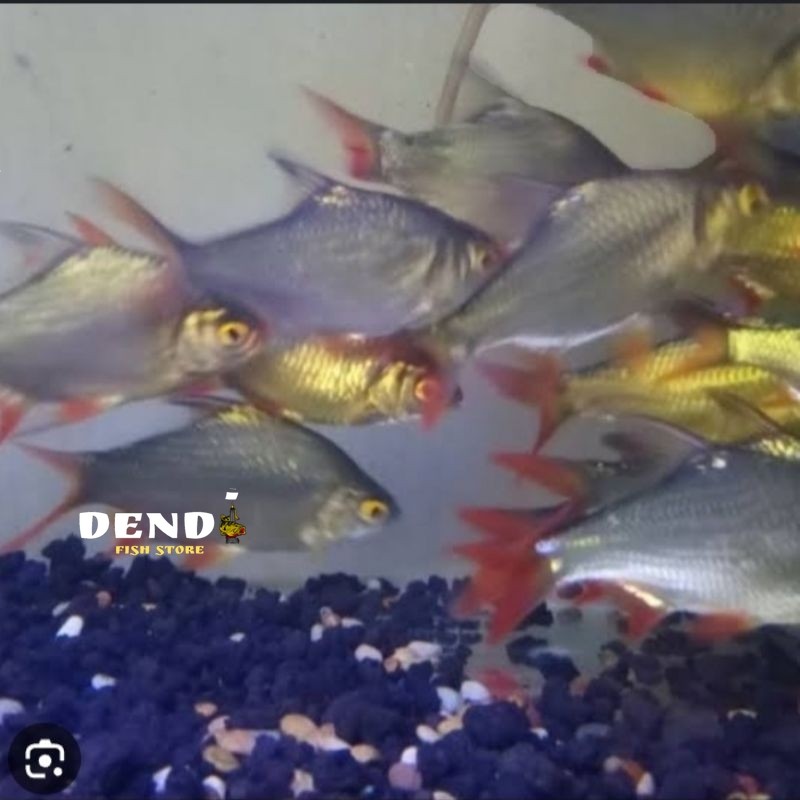 ikan kaviat hijau,hiasan 6-8 cm aquarium,perlengkapan aquarium