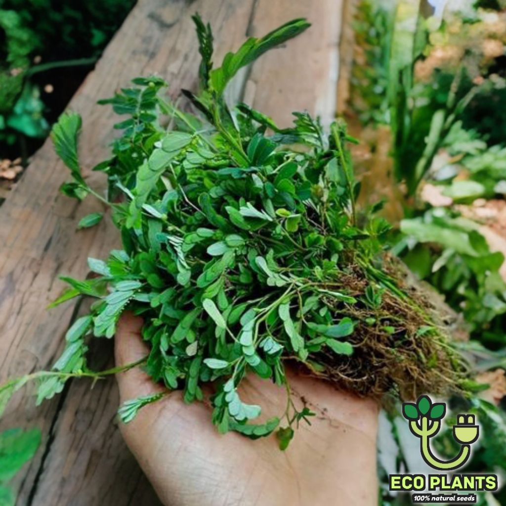 

Daun Meniran Segar 100gr Peluluh b.a.t.u G1nj4l / Daun Meniran Fresh Non-pestisida