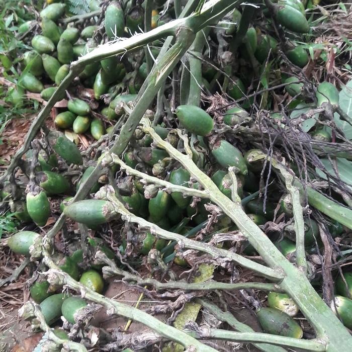 

buah pinang muda segar 1kg