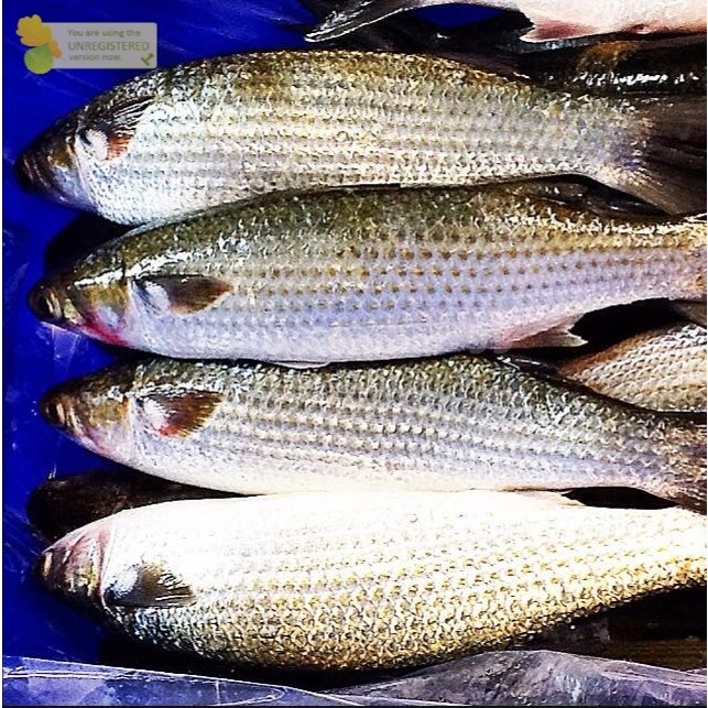 

Ikan Belanak Segar 1Kg Ikan Blanak Ikan Belanak Utuh