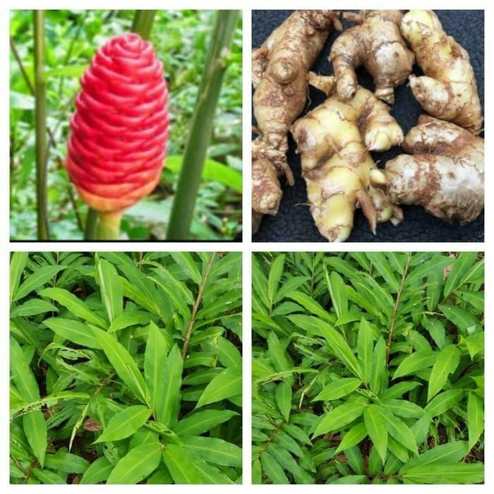 

lempuyang basah segar organik 500 gram Shop with