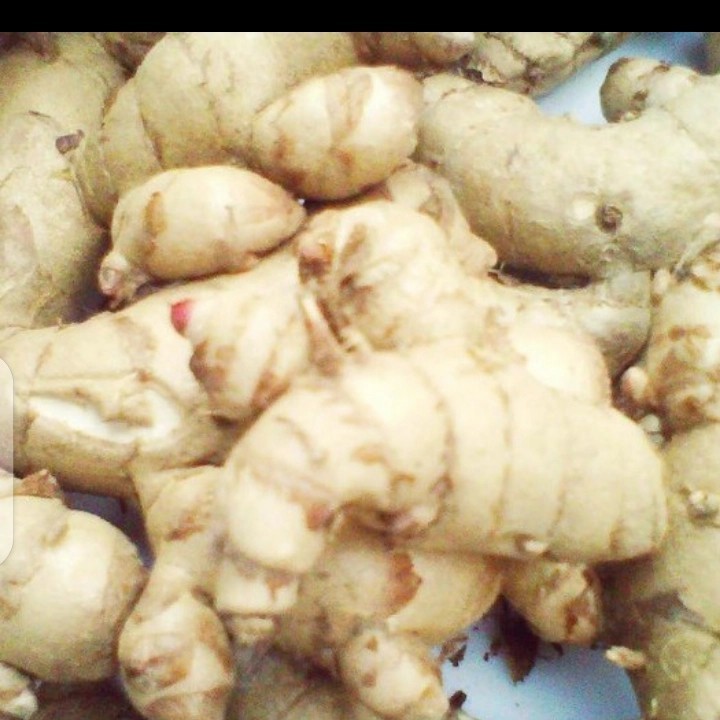 

temu putih segar, sangat cocok untuk obat herbal diambil dadakan dari kebun sendiri