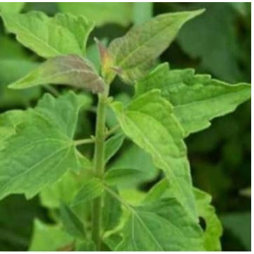 

DAUN KIRINYUH SEGAR DAUN KOPASANDA 1000GR /DAUN BALAKACIDA MURAH