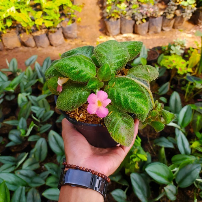 tanaman hias episcia beludru bunga pink Episcia gantung