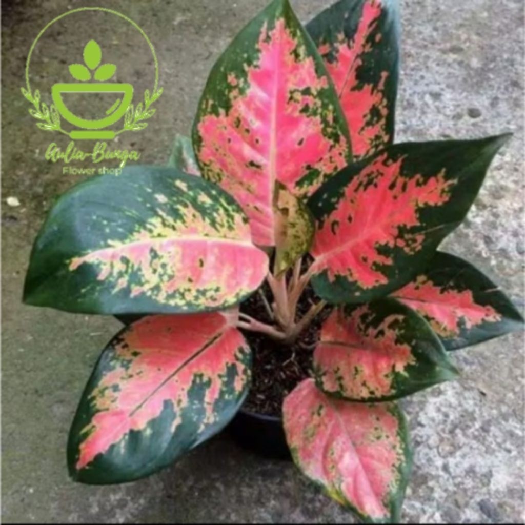 Bibit Tanaman hias Aglaonema kocin merah/bibit aglonema kocin