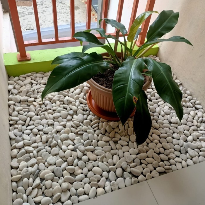 Batu koral putih 1 kg, batu taman putih, batu aquarium putih