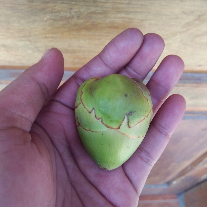 

beluluk /Buruluk/ Biruluk/pentil kelapa,obat kutil dan diabetes