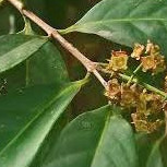 

DAUN SALAM SEGAR FRESH BAHAN MASAKAN 30 LEMBAR