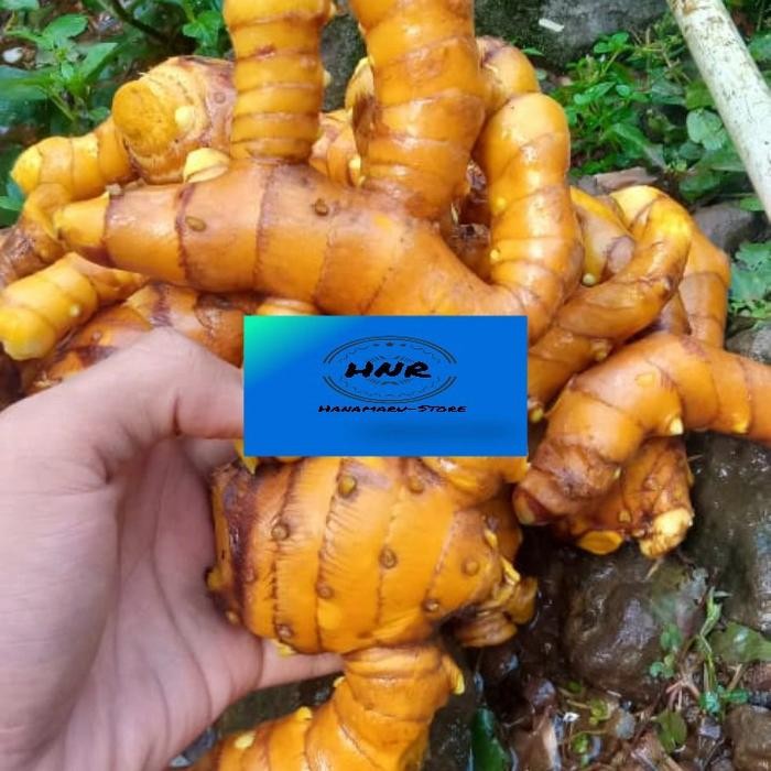 

Rimpang Herbal Temulawak Segar 1kg