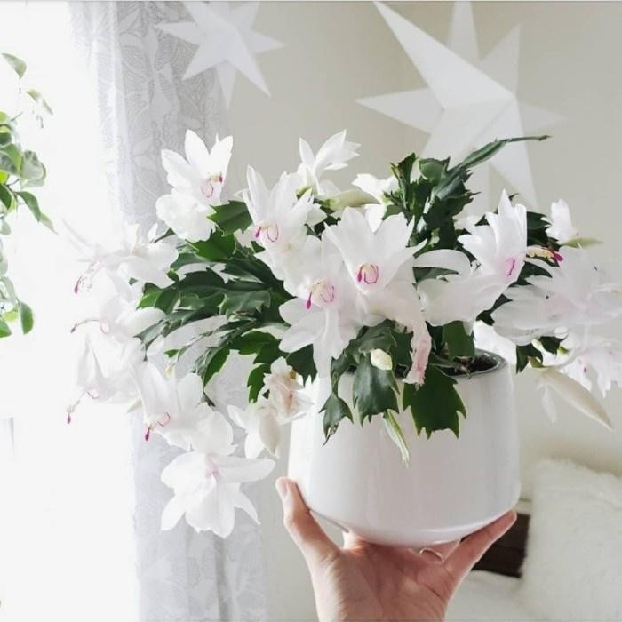 Tanaman hias wijaya kusuma coral mist-bibit bunga wijayakusuma hybrid - Putih, DewasaBUNGA WIJAYA KU