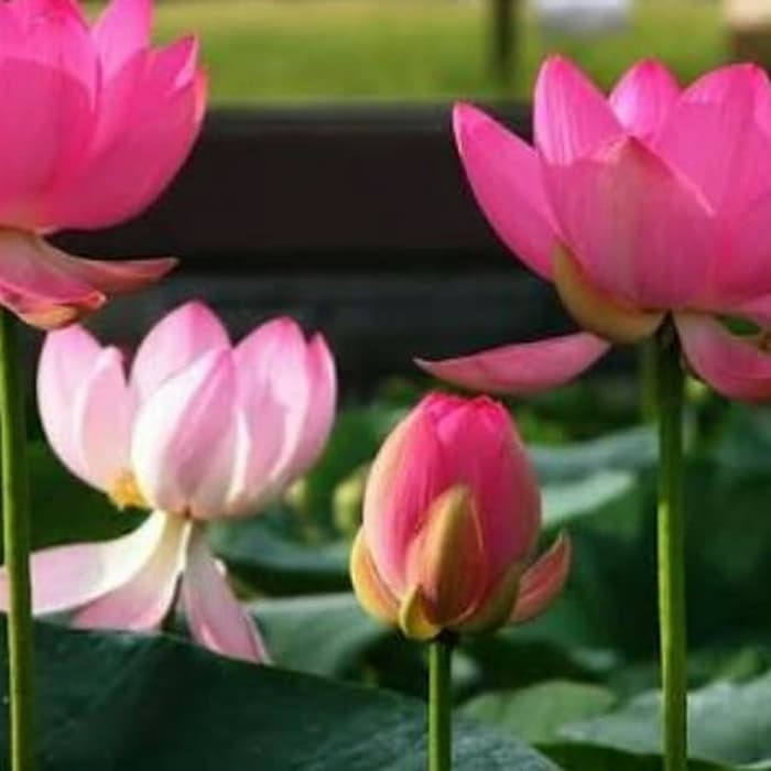 

Daun teratai - Daun panjang dan lebar bungkus dimsum