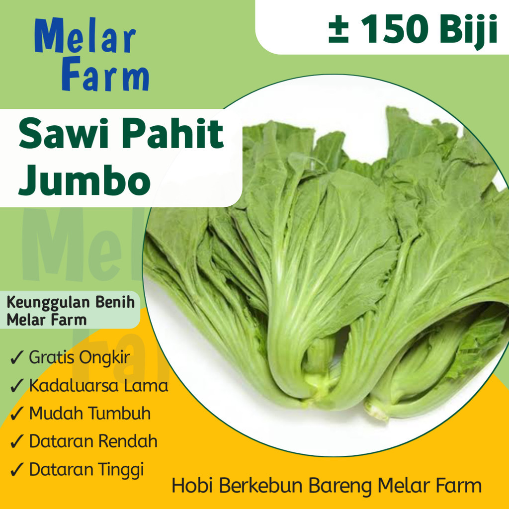 Melar Farm - 150 Benih Sayuran Sawi Pahit JUMBO LOKAL Unggul