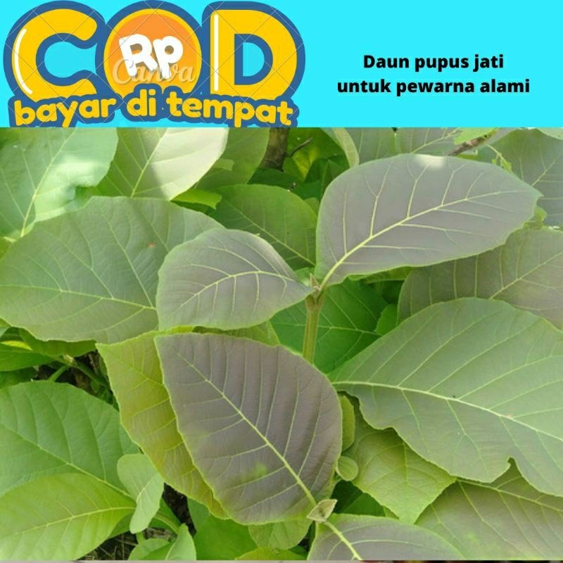 

daun pupus/pucuk jati untuk pewarna alami 300 gram