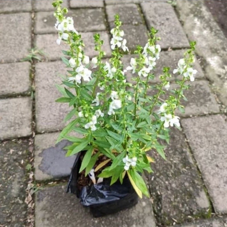 ( BISA COD ) Tanaman Bunga Lavender Asli Pengusir Nyamuk / Tanaman Hias Lavender Bunga Ungu & Putih 