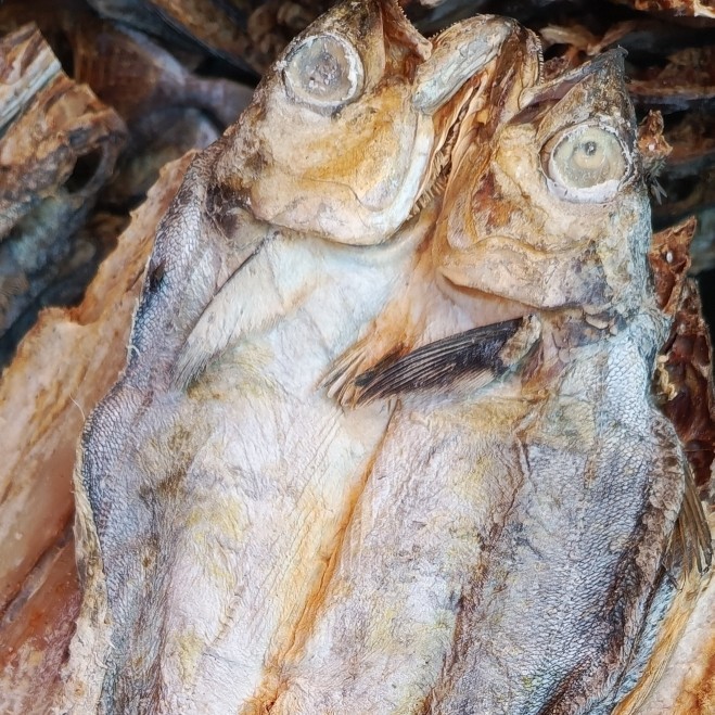 

ikan tenggiring kering asin