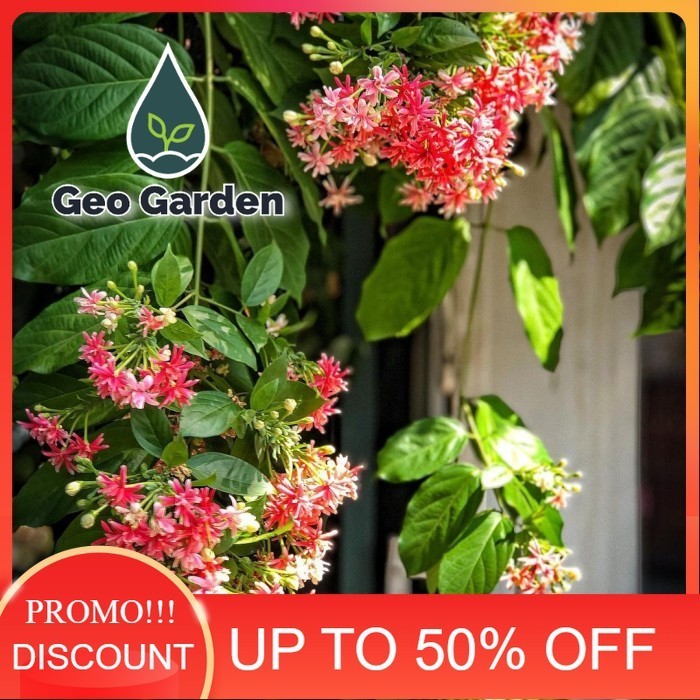 tanaman bunga melati belanda rambat rimbun