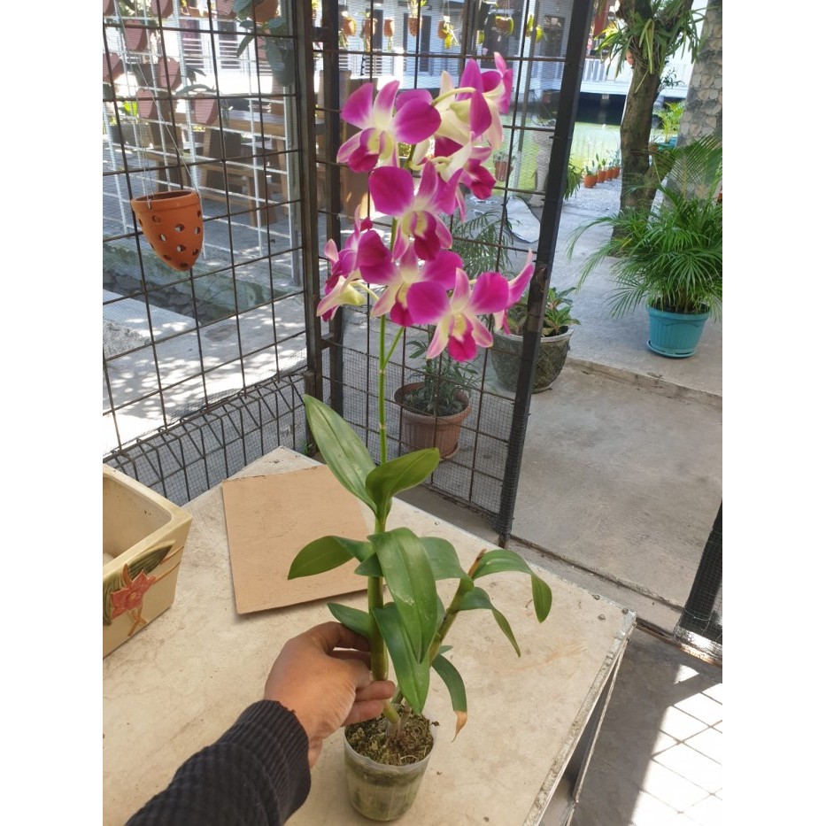 Anggrek Dendrobium Sonia Berbunga Premium