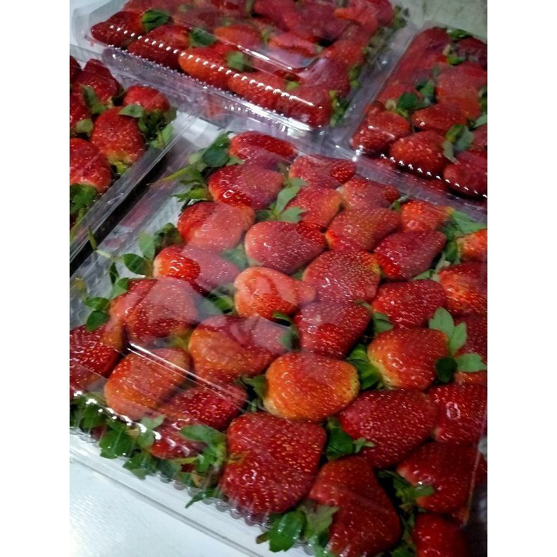 

PROMO TERMURAH BUAH STRAWBERRY FRESH PREMIUM