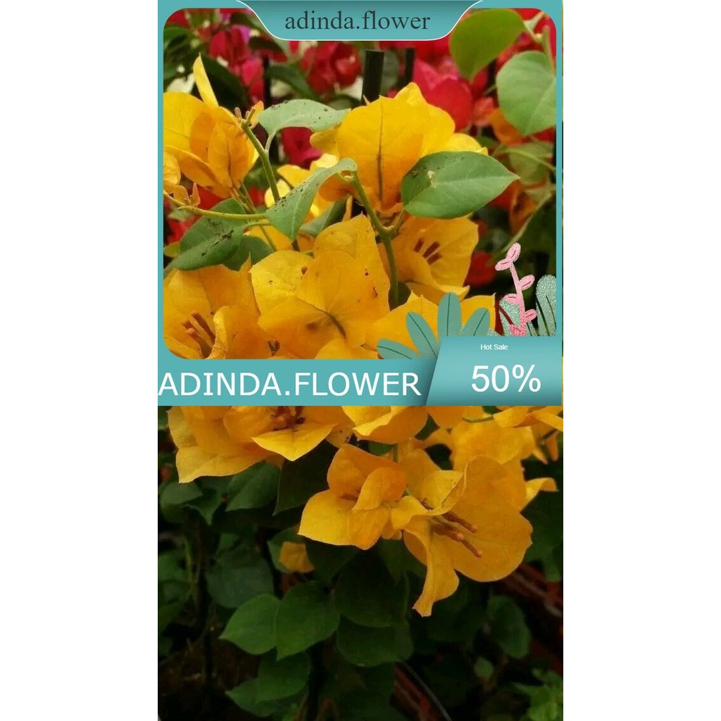 bibit bugenvil bunga kuning tumpuk