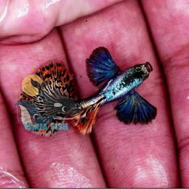 Hiasan Aquarium Guppy Platinum Red Mozaik Dumbo Ear