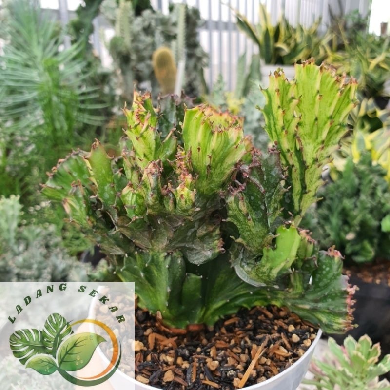 Tanaman Kaktus Karang Merah Varigata Euphorbia Red Lactea Cristata Variegata eforbia kristata var