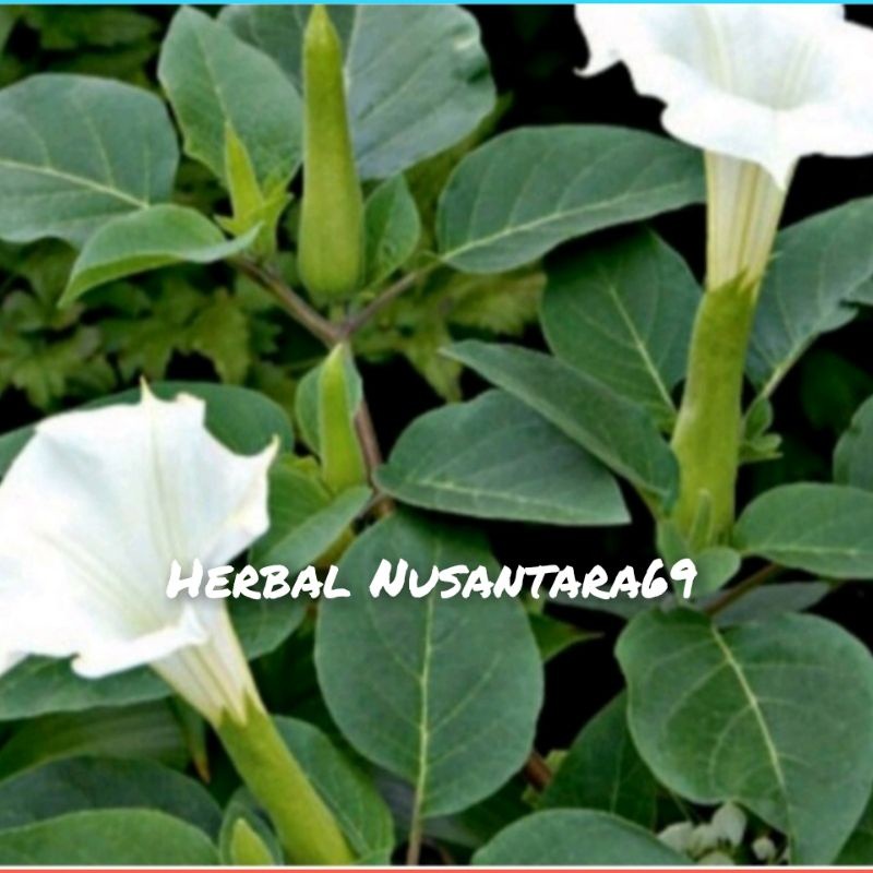 

Promo Daun Kecubung Segar fres Per Lembar