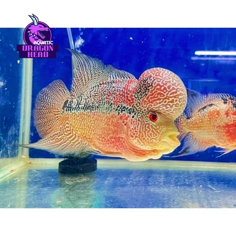 Hiasan aquascape Burayak Louhan Cencu Jenong TwoTone 4 cm Berkualitas bergaransi