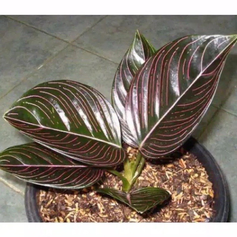 aglonema rotundum aceh dewasa - rotundum aceh