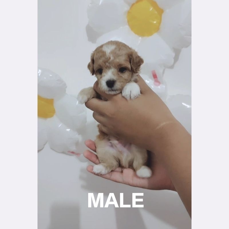 Dijual party poodle anjing asli size kecil super lucu anjing poodle asli semarang