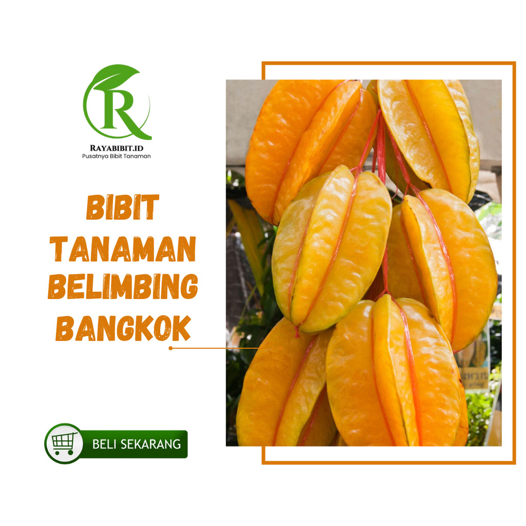 Bibit  Belimbing Bangkok Merah