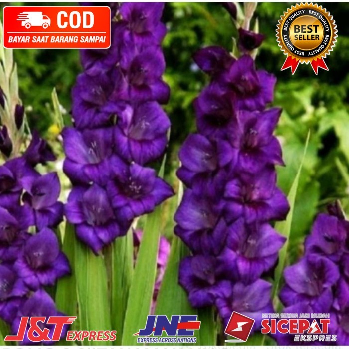 ( BISA BAYAR DI TEMPAT ) bibit tanaman hias sedap malam bunga ungu/pohon sedap malam