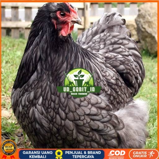 

Telur ayam bantam chocin / telur ayam hias / telur fertil siap tetas UD_GOBIT_ID